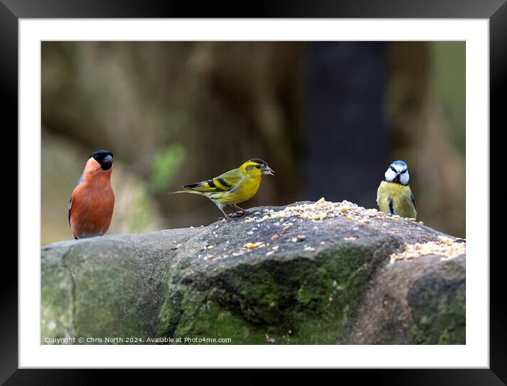 Bullfinch, Siskin, and Bluetit, feeding. Framed Mounted Print by Chris North