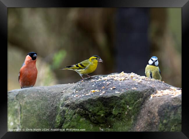 Bullfinch, Siskin, and Bluetit, feeding. Framed Print by Chris North