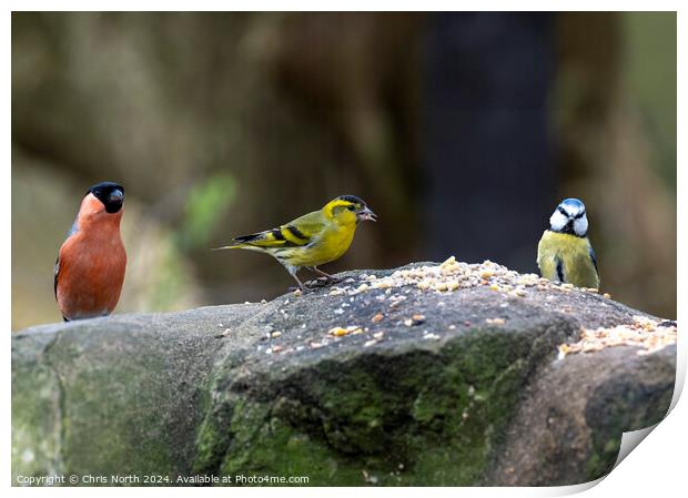 Bullfinch, Siskin, and Bluetit, feeding. Print by Chris North