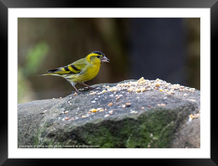 The Siskin feeding. Framed Mounted Print by Chris North