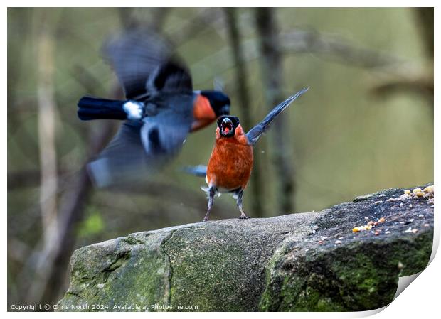 Male bullfinches bickering over food. Print by Chris North