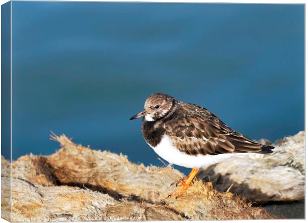 Turnstone at the Harbour Canvas Print by Susie Peek