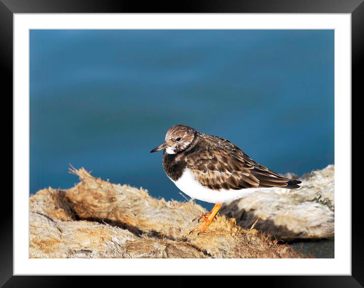 Turnstone at the Harbour Framed Mounted Print by Susie Peek