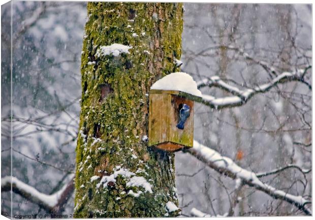 Blue tit on nesting box in the snow Canvas Print by Phil Brown