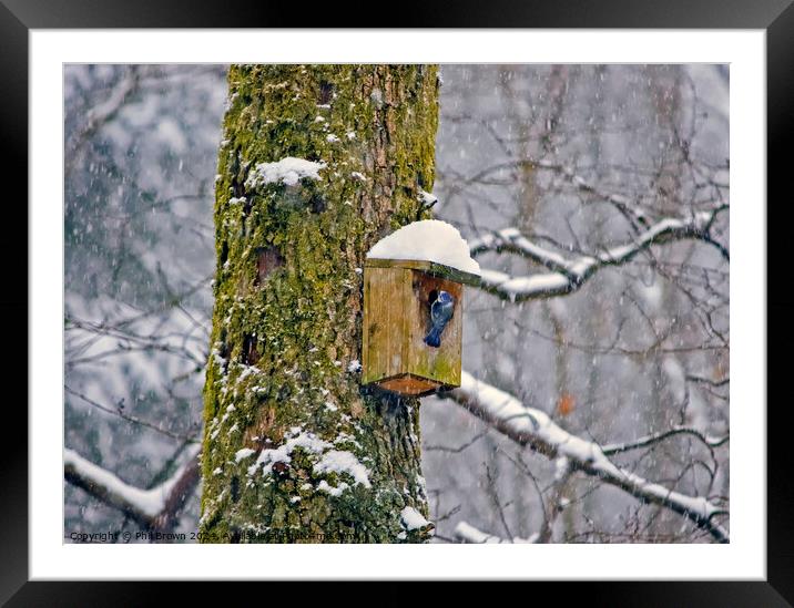 Blue tit on nesting box in the snow Framed Mounted Print by Phil Brown