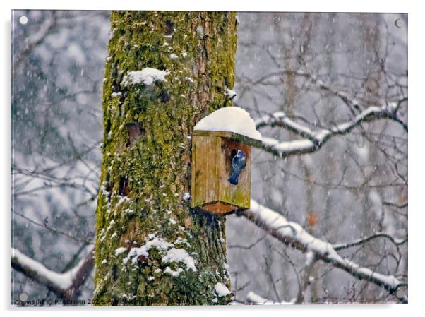 Blue tit on nesting box in the snow Acrylic by Phil Brown