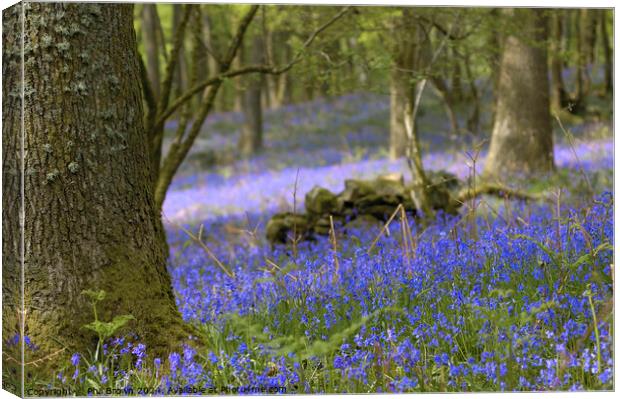Bluebells in the Lake District Canvas Print by Phil Brown