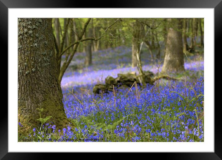 Bluebells in the Lake District Framed Mounted Print by Phil Brown