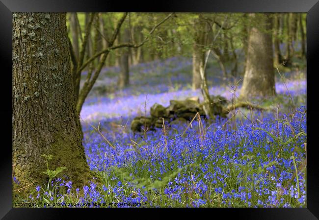 Bluebells in the Lake District Framed Print by Phil Brown