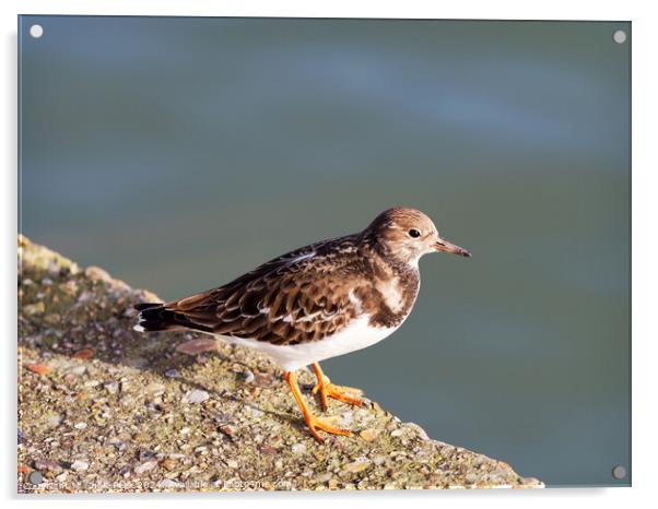 Turnstone at the Harbour Acrylic by Susie Peek