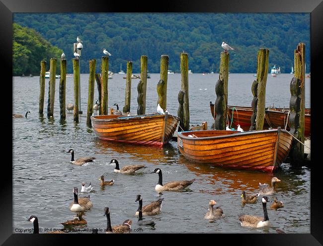 Rowing boats moored on Windermere. Framed Print by Phil Brown