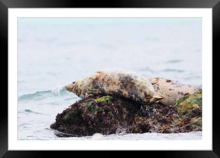 Seal Sunbathing on the Rocks Framed Mounted Print by Terry Brooks