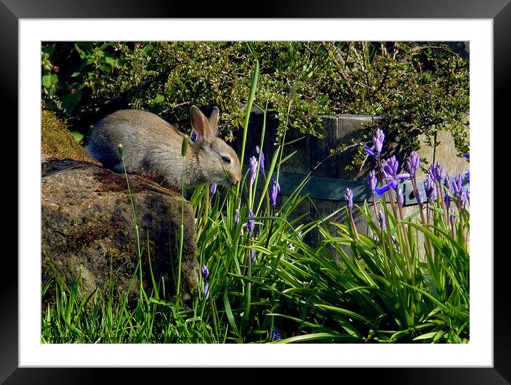 Wild rabbit in cottage garden Framed Mounted Print by Phil Brown