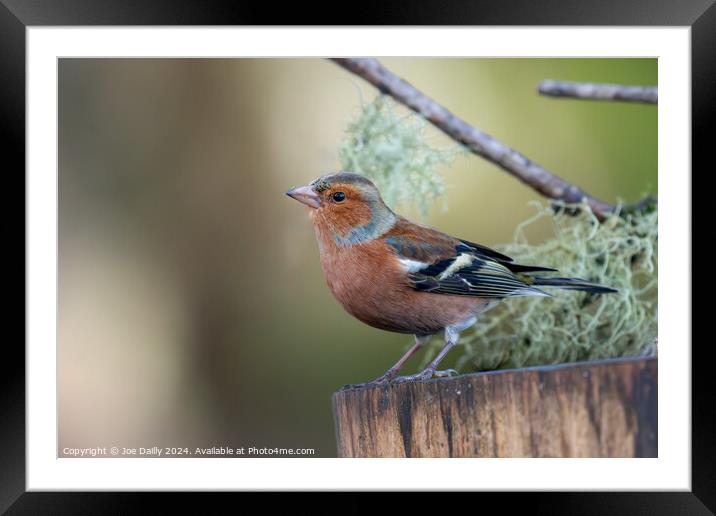 Chaffinch Framed Mounted Print by Joe Dailly