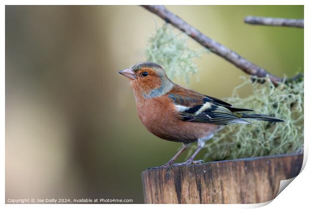 Chaffinch Print by Joe Dailly