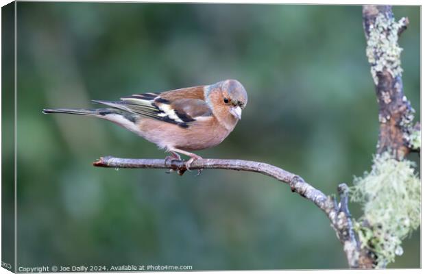 Chaffinch perched on a branch Canvas Print by Joe Dailly