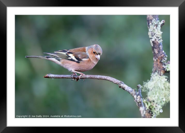 Chaffinch perched on a branch Framed Mounted Print by Joe Dailly