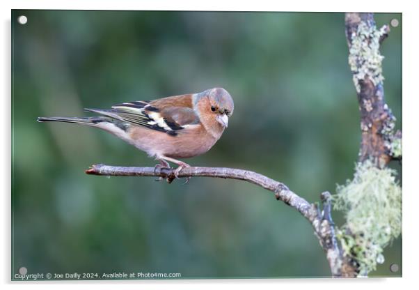 Chaffinch perched on a branch Acrylic by Joe Dailly
