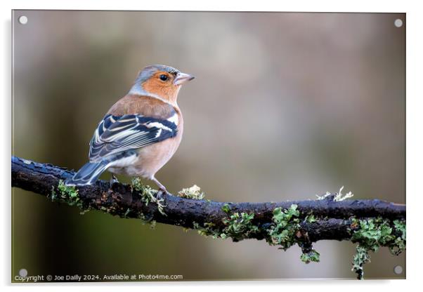 Chaffinch perched on a branch Acrylic by Joe Dailly