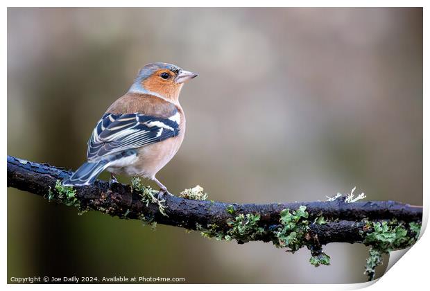Chaffinch perched on a branch Print by Joe Dailly
