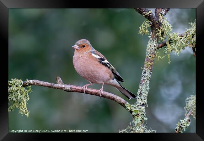 Chaffinch perched on a branch Framed Print by Joe Dailly