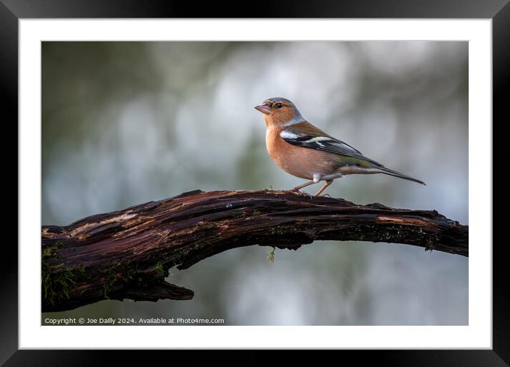 Chaffinch perched on a branch Framed Mounted Print by Joe Dailly