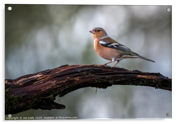 Chaffinch perched on a branch Acrylic by Joe Dailly