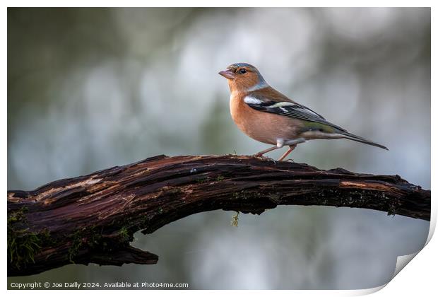 Chaffinch perched on a branch Print by Joe Dailly