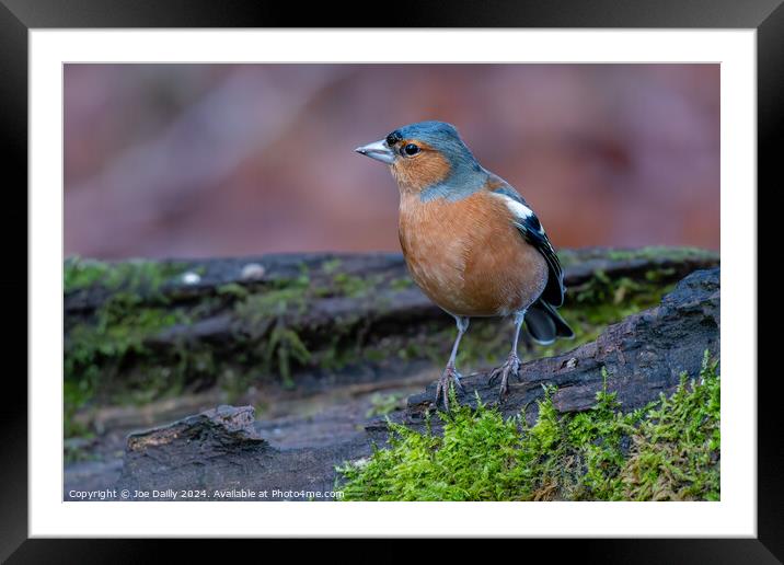 A Chaffinch bird perched on a log Framed Mounted Print by Joe Dailly