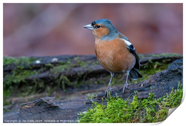 A Chaffinch bird perched on a log Print by Joe Dailly