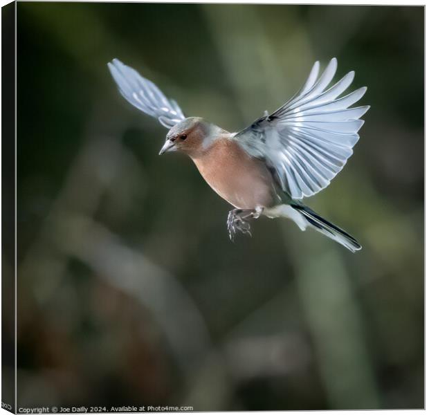Chaffinch in flight Canvas Print by Joe Dailly