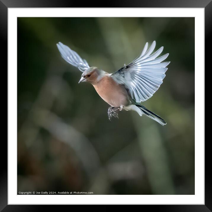 Chaffinch in flight Framed Mounted Print by Joe Dailly