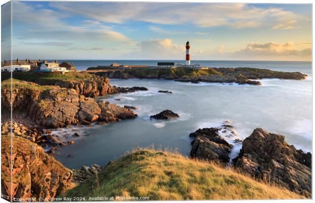 Buchan Ness Lighthouse (Boddam)  Canvas Print by Andrew Ray