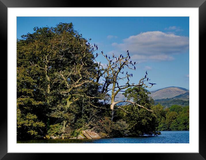 Cormorants on island, Windermere Framed Mounted Print by Phil Brown