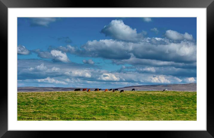 Cows on the fells near Kirkby Stephen, Yorkshire. Framed Mounted Print by Phil Brown