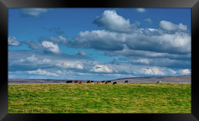 Cows on the fells near Kirkby Stephen, Yorkshire. Framed Print by Phil Brown
