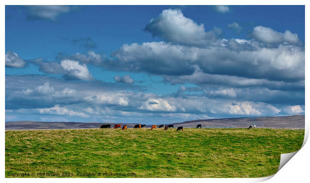 Cows on the fells near Kirkby Stephen, Yorkshire. Print by Phil Brown
