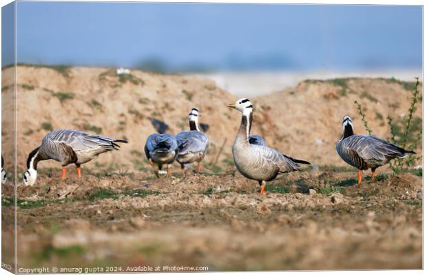 A flock of seagulls standing on grass Canvas Print by anurag gupta