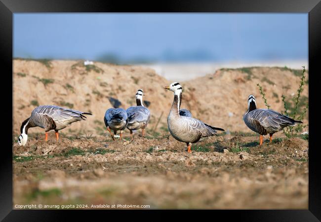 A flock of seagulls standing on grass Framed Print by anurag gupta