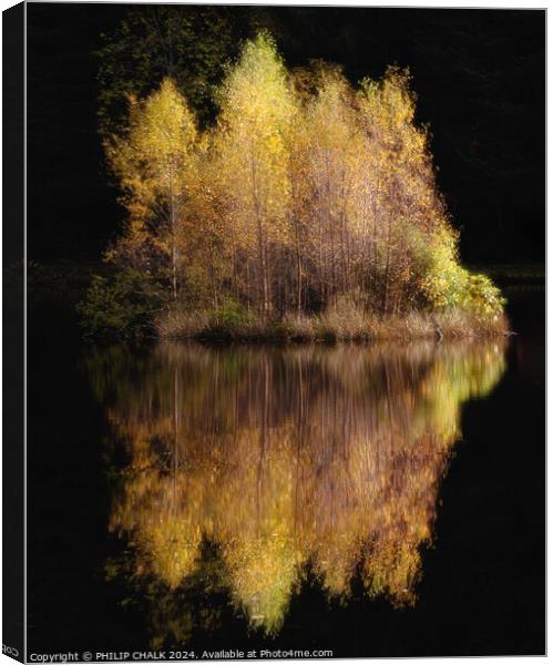 Golden birch tree reflection 1060 Canvas Print by PHILIP CHALK