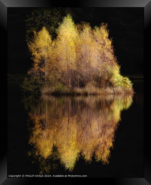 Golden birch tree reflection 1060 Framed Print by PHILIP CHALK