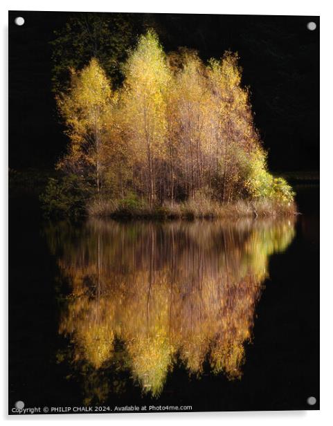 Golden birch tree reflection 1060 Acrylic by PHILIP CHALK