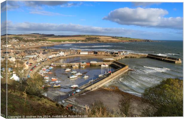 Morning at Stonehaven  Canvas Print by Andrew Ray