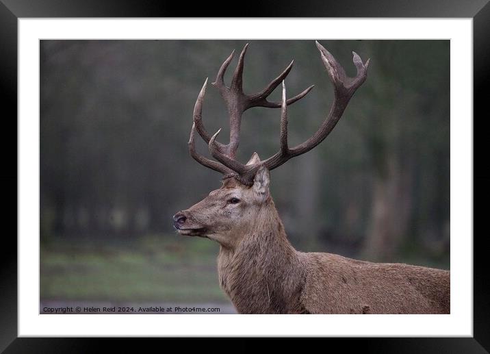 Red deer stag side view  Framed Mounted Print by Helen Reid
