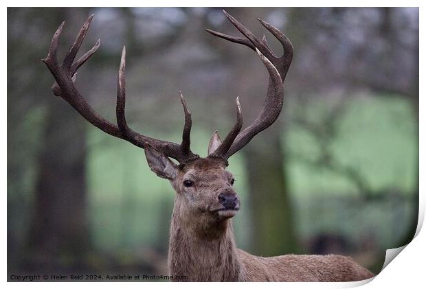 A red deer stag looking at the camera Print by Helen Reid