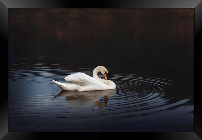 White swan in the lake at dusk Framed Print by Dejan Travica