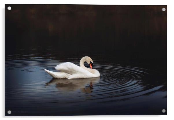 White swan in the lake at dusk Acrylic by Dejan Travica
