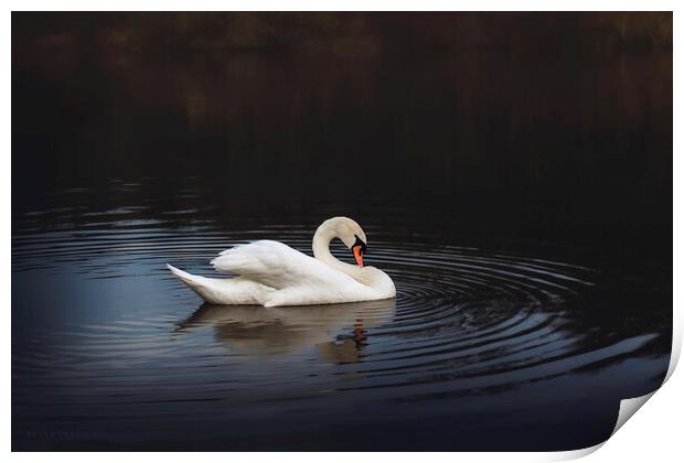 White swan in the lake at dusk Print by Dejan Travica
