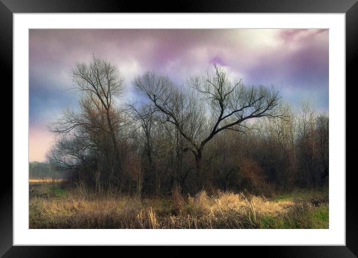 A sad grove in winter without snow Framed Mounted Print by Dejan Travica