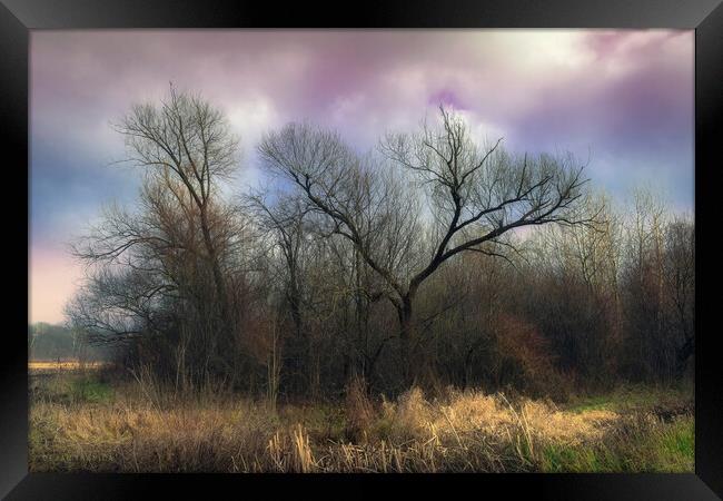 A sad grove in winter without snow Framed Print by Dejan Travica